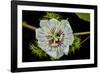 Galapagos, Ecuador, Santa Cruz Island. Galapagos Passion Flower-Mark Williford-Framed Photographic Print