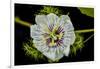 Galapagos, Ecuador, Santa Cruz Island. Galapagos Passion Flower-Mark Williford-Framed Photographic Print