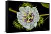 Galapagos, Ecuador, Santa Cruz Island. Galapagos Passion Flower-Mark Williford-Framed Stretched Canvas