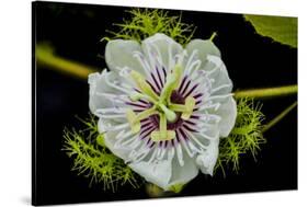 Galapagos, Ecuador, Santa Cruz Island. Galapagos Passion Flower-Mark Williford-Stretched Canvas