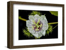 Galapagos, Ecuador, Santa Cruz Island. Galapagos Passion Flower-Mark Williford-Framed Photographic Print