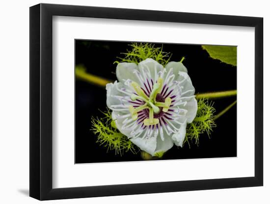 Galapagos, Ecuador, Santa Cruz Island. Galapagos Passion Flower-Mark Williford-Framed Photographic Print