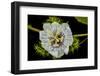 Galapagos, Ecuador, Santa Cruz Island. Galapagos Passion Flower-Mark Williford-Framed Photographic Print