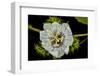 Galapagos, Ecuador, Santa Cruz Island. Galapagos Passion Flower-Mark Williford-Framed Photographic Print