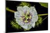 Galapagos, Ecuador, Santa Cruz Island. Galapagos Passion Flower-Mark Williford-Mounted Photographic Print