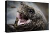 Galapagos, Ecuador, Santa Cruz Island. Giant Galapagos Tortoise Head-Mark Williford-Stretched Canvas