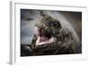 Galapagos, Ecuador, Santa Cruz Island. Giant Galapagos Tortoise Head-Mark Williford-Framed Photographic Print