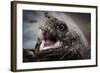 Galapagos, Ecuador, Santa Cruz Island. Giant Galapagos Tortoise Head-Mark Williford-Framed Photographic Print