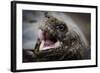 Galapagos, Ecuador, Santa Cruz Island. Giant Galapagos Tortoise Head-Mark Williford-Framed Photographic Print