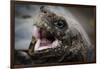 Galapagos, Ecuador, Santa Cruz Island. Giant Galapagos Tortoise Head-Mark Williford-Framed Photographic Print