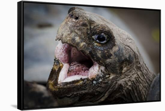 Galapagos, Ecuador, Santa Cruz Island. Giant Galapagos Tortoise Head-Mark Williford-Framed Stretched Canvas