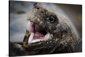 Galapagos, Ecuador, Santa Cruz Island. Giant Galapagos Tortoise Head-Mark Williford-Stretched Canvas