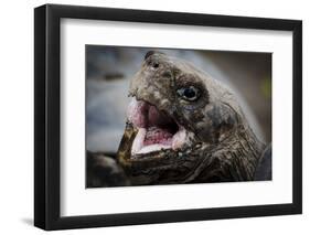 Galapagos, Ecuador, Santa Cruz Island. Giant Galapagos Tortoise Head-Mark Williford-Framed Photographic Print