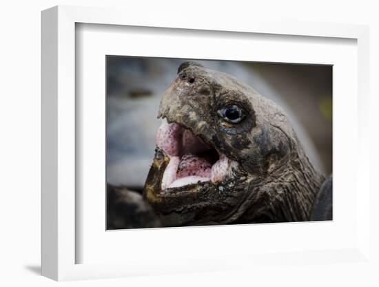 Galapagos, Ecuador, Santa Cruz Island. Giant Galapagos Tortoise Head-Mark Williford-Framed Photographic Print