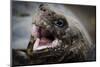 Galapagos, Ecuador, Santa Cruz Island. Giant Galapagos Tortoise Head-Mark Williford-Mounted Photographic Print