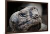 Galapagos, Ecuador, Santa Cruz Island. Giant Galapagos Tortoise-Mark Williford-Framed Photographic Print