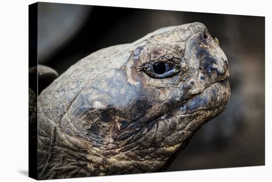 Galapagos, Ecuador, Santa Cruz Island. Giant Galapagos Tortoise-Mark Williford-Stretched Canvas