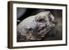 Galapagos, Ecuador, Santa Cruz Island. Giant Galapagos Tortoise-Mark Williford-Framed Photographic Print