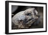 Galapagos, Ecuador, Santa Cruz Island. Giant Galapagos Tortoise-Mark Williford-Framed Photographic Print