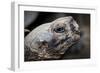 Galapagos, Ecuador, Santa Cruz Island. Giant Galapagos Tortoise-Mark Williford-Framed Photographic Print