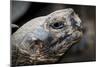 Galapagos, Ecuador, Santa Cruz Island. Giant Galapagos Tortoise-Mark Williford-Mounted Photographic Print