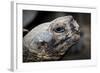 Galapagos, Ecuador, Santa Cruz Island. Giant Galapagos Tortoise-Mark Williford-Framed Photographic Print