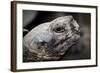 Galapagos, Ecuador, Santa Cruz Island. Giant Galapagos Tortoise-Mark Williford-Framed Photographic Print