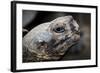 Galapagos, Ecuador, Santa Cruz Island. Giant Galapagos Tortoise-Mark Williford-Framed Photographic Print