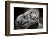 Galapagos, Ecuador, Santa Cruz Island. Giant Galapagos Tortoise-Mark Williford-Framed Photographic Print