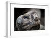 Galapagos, Ecuador, Santa Cruz Island. Giant Galapagos Tortoise-Mark Williford-Framed Photographic Print