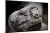 Galapagos, Ecuador, Santa Cruz Island. Giant Galapagos Tortoise-Mark Williford-Mounted Photographic Print