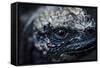 Galapagos, Ecuador. Santa Cruz Island. Juvenile Marine Iguana Eye-Mark Williford-Framed Stretched Canvas