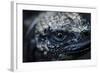 Galapagos, Ecuador. Santa Cruz Island. Juvenile Marine Iguana Eye-Mark Williford-Framed Photographic Print