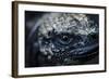 Galapagos, Ecuador. Santa Cruz Island. Juvenile Marine Iguana Eye-Mark Williford-Framed Photographic Print