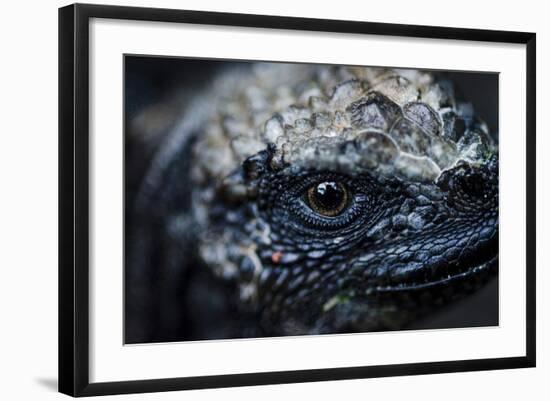 Galapagos, Ecuador. Santa Cruz Island. Juvenile Marine Iguana Eye-Mark Williford-Framed Photographic Print