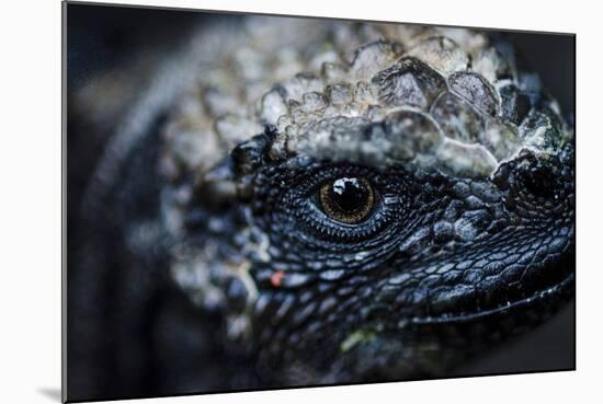 Galapagos, Ecuador. Santa Cruz Island. Juvenile Marine Iguana Eye-Mark Williford-Mounted Photographic Print