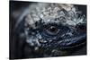 Galapagos, Ecuador. Santa Cruz Island. Juvenile Marine Iguana Eye-Mark Williford-Stretched Canvas