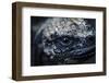 Galapagos, Ecuador. Santa Cruz Island. Juvenile Marine Iguana Eye-Mark Williford-Framed Photographic Print