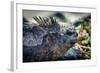 Galapagos, Ecuador, Santa Cruz Island. Marine Iguana and Succulents-Mark Williford-Framed Photographic Print