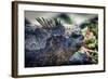 Galapagos, Ecuador, Santa Cruz Island. Marine Iguana and Succulents-Mark Williford-Framed Photographic Print