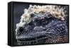 Galapagos, Ecuador, Santa Cruz Island. Marine Iguana Extreme Close-Up-Mark Williford-Framed Stretched Canvas