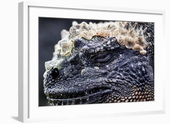 Galapagos, Ecuador, Santa Cruz Island. Marine Iguana Extreme Close-Up-Mark Williford-Framed Photographic Print