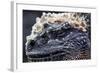 Galapagos, Ecuador, Santa Cruz Island. Marine Iguana Extreme Close-Up-Mark Williford-Framed Photographic Print