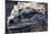 Galapagos, Ecuador, Santa Cruz Island. Marine Iguana Extreme Close-Up-Mark Williford-Mounted Photographic Print