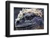 Galapagos, Ecuador, Santa Cruz Island. Marine Iguana Extreme Close-Up-Mark Williford-Framed Photographic Print