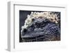 Galapagos, Ecuador, Santa Cruz Island. Marine Iguana Extreme Close-Up-Mark Williford-Framed Photographic Print