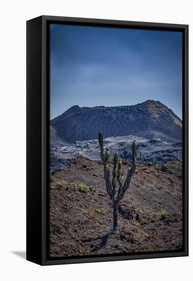 Galapagos, Ecuador, Sierra Negra. Volcan Chico and Candelabra Cactus-Mark Williford-Framed Stretched Canvas