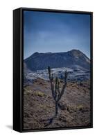 Galapagos, Ecuador, Sierra Negra. Volcan Chico and Candelabra Cactus-Mark Williford-Framed Stretched Canvas