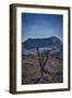 Galapagos, Ecuador, Sierra Negra. Volcan Chico and Candelabra Cactus-Mark Williford-Framed Photographic Print