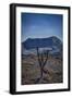 Galapagos, Ecuador, Sierra Negra. Volcan Chico and Candelabra Cactus-Mark Williford-Framed Photographic Print